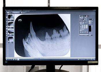 Fortbildung Dentalröntgen beim Kleintier am 27./28.8.2026