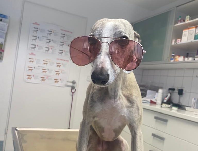 SommerHitze Tipps für Hunde zum Abkühlen Tierklinik Lademannbogen GmbH