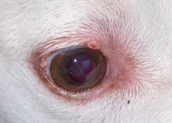 Behandlung von Augenlidtumoren bei Hunden