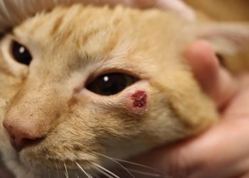 Augenlidtumore bei Katzen – Behandlung und Therapie